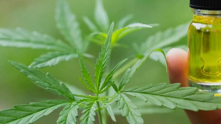 Fleurs de CBD GreenOwl : qualité, sécurité et légalité en France